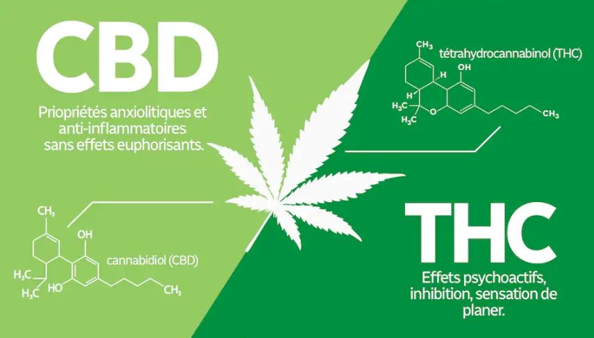 Différences entre le CBD et le THC