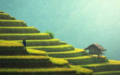 L’histoire du Cannabis (CBD)