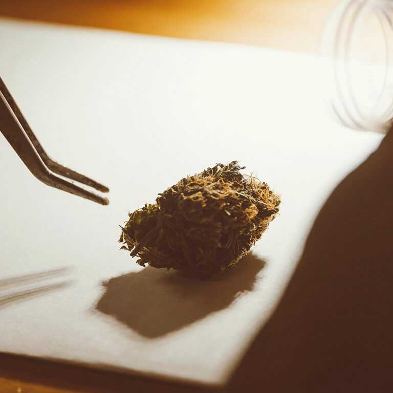 fleur-cbd-focus Pourquoi consommer du CBD ?