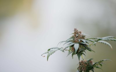 Le CBD c’est quoi ?