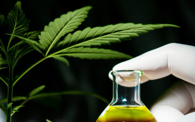 Cannabinoids and their effects