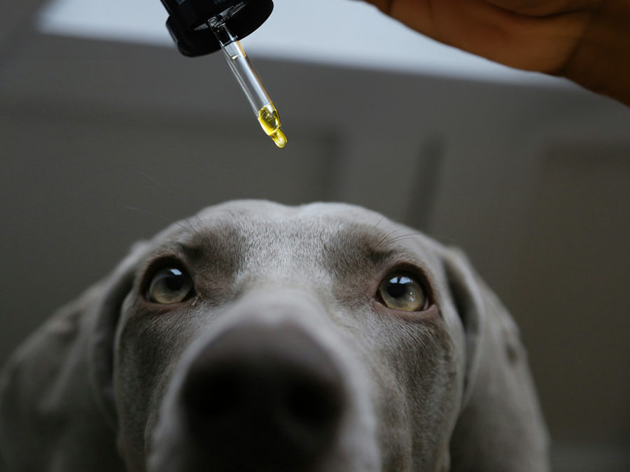Huile de CBD pour animaux