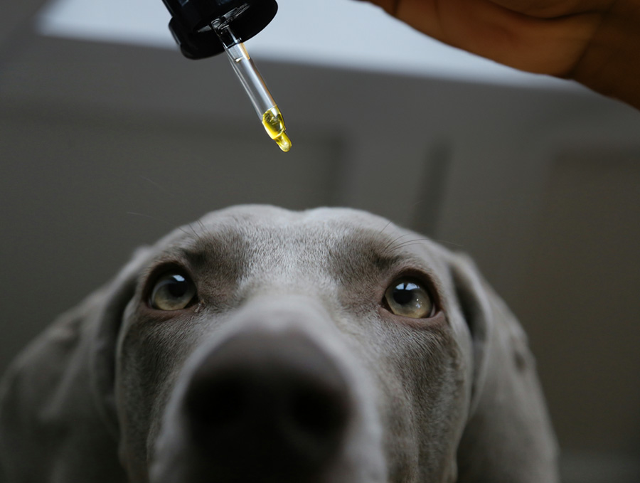 Huile pour aniamux en concentration adapté pour grand chien ou petits chiens et chats 